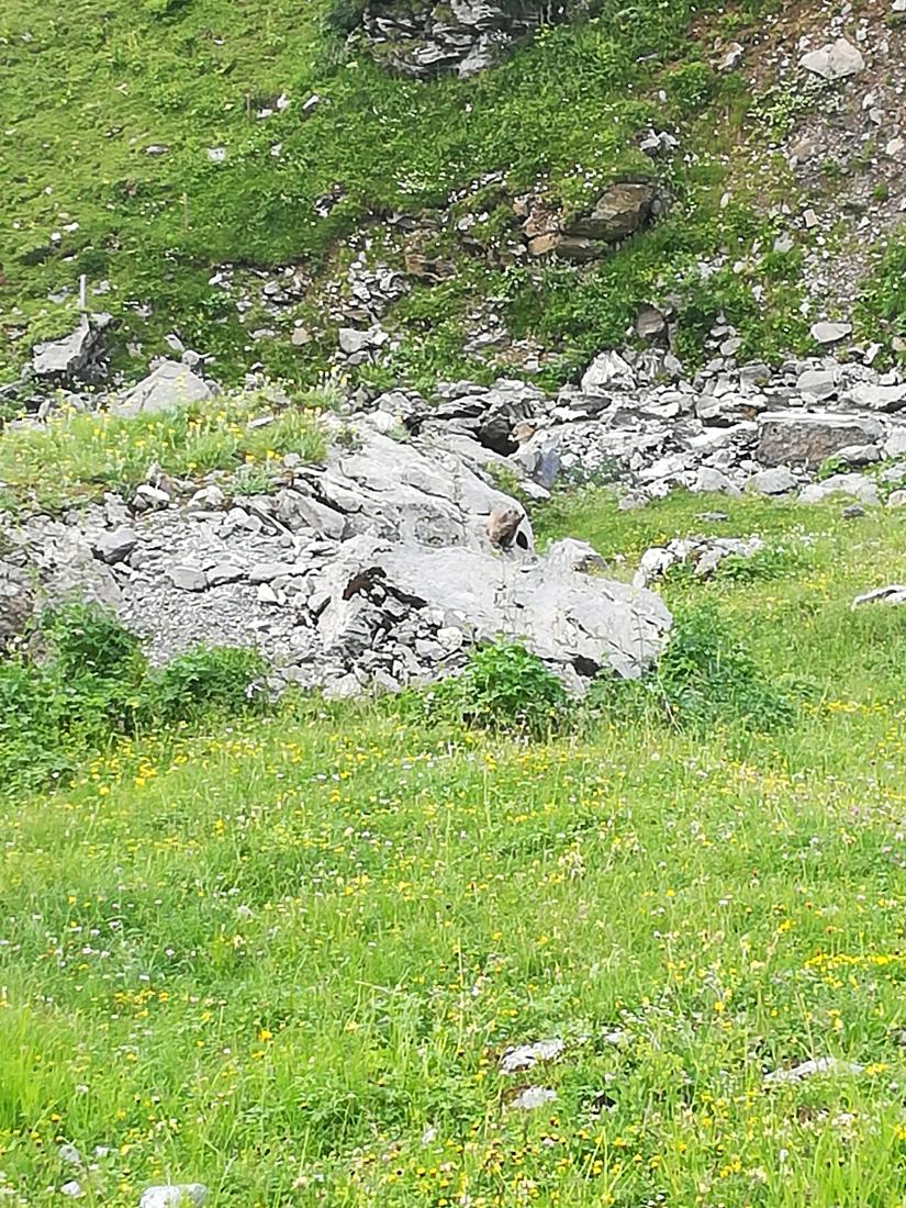 Alpenmurmeltier