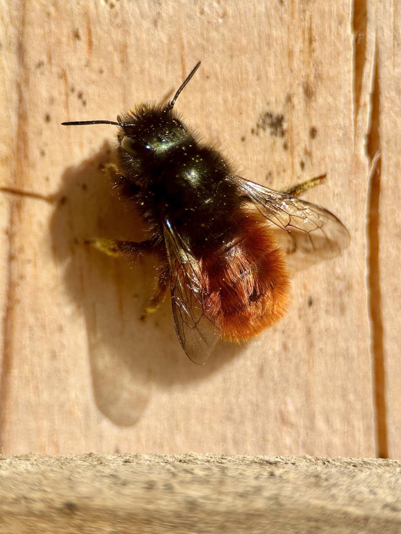 Gehörnte Mauerbiene 