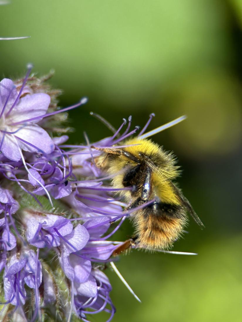 Wiesenhummel