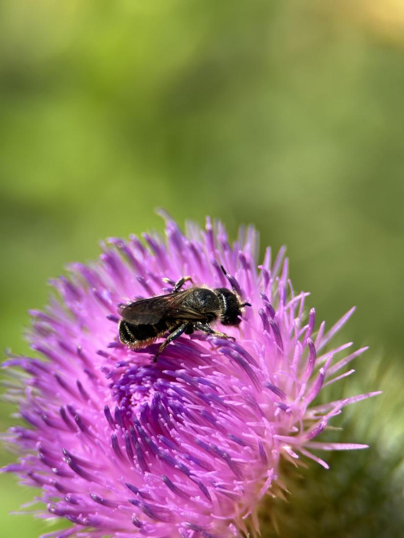 Distel-Mauerbiene