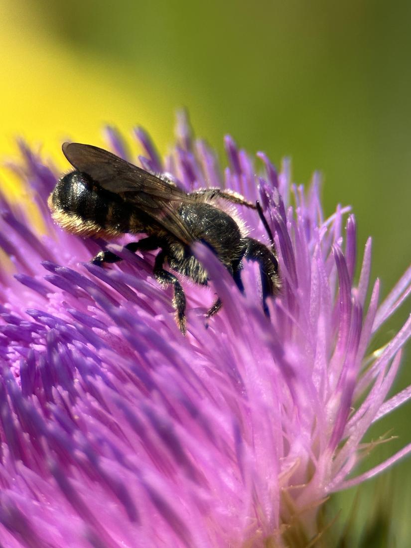 Distel-Mauerbiene