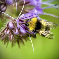 Wiesenhummel